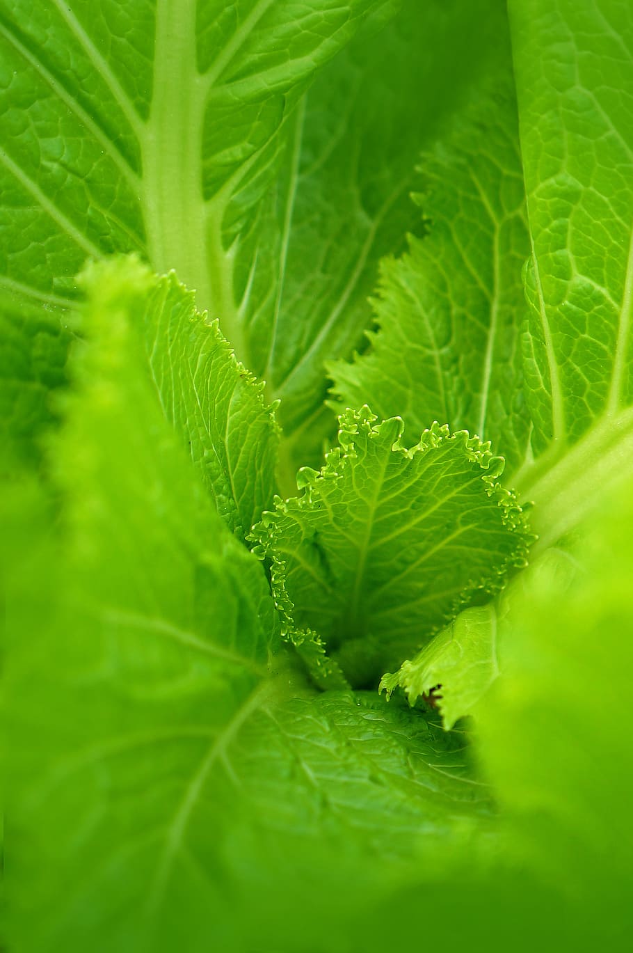 background, leaves green cabbage, non, leaf, plant part, green color
