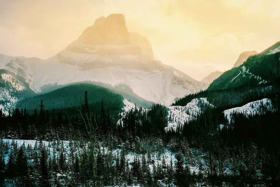 green pine trees near mountain during daytime, landscape photograph of ice forest HD wallpaper