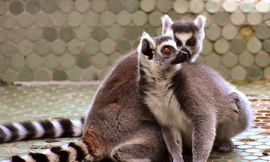 Ape, Lemur, Cute, Pair, Sweet, äffchen, animal, animal world HD wallpaper