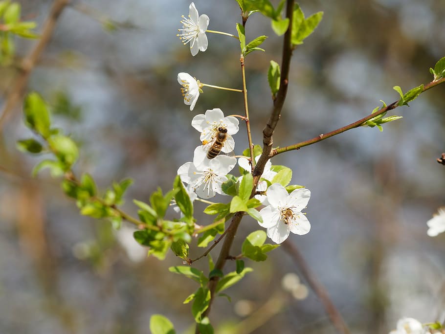 nature, spring, bees, tree, branch, bud, insect, flowering HD wallpaper