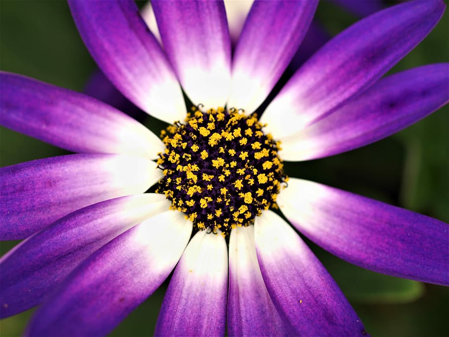 flower, nature, flora, summer, garden, petal, blooming, flowering plant HD wallpaper