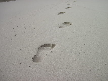 butik Udveksle Produktivitet HD wallpaper: gray sand with dog footprints, paw, paw prints, track, spoor  | Wallpaper Flare