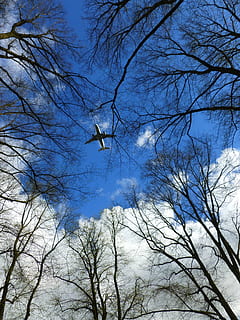 Aircraft, Clouds, Trees, Wing, sky, blue, aesthetic, sky blue HD wallpaper