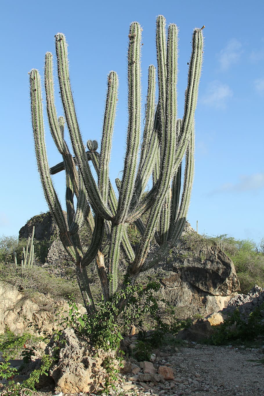 cactus, green, spur, prickly, nature, plant, dry, flora, landscape HD wallpaper
