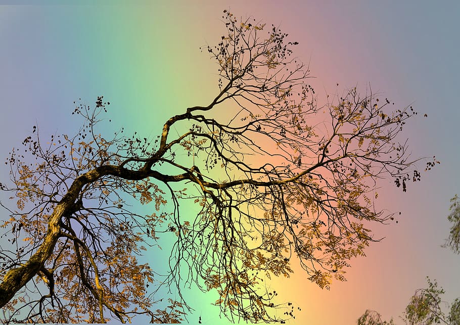 rainbow, branch, boxer shorts, tree, sky, plant, beauty in nature HD wallpaper
