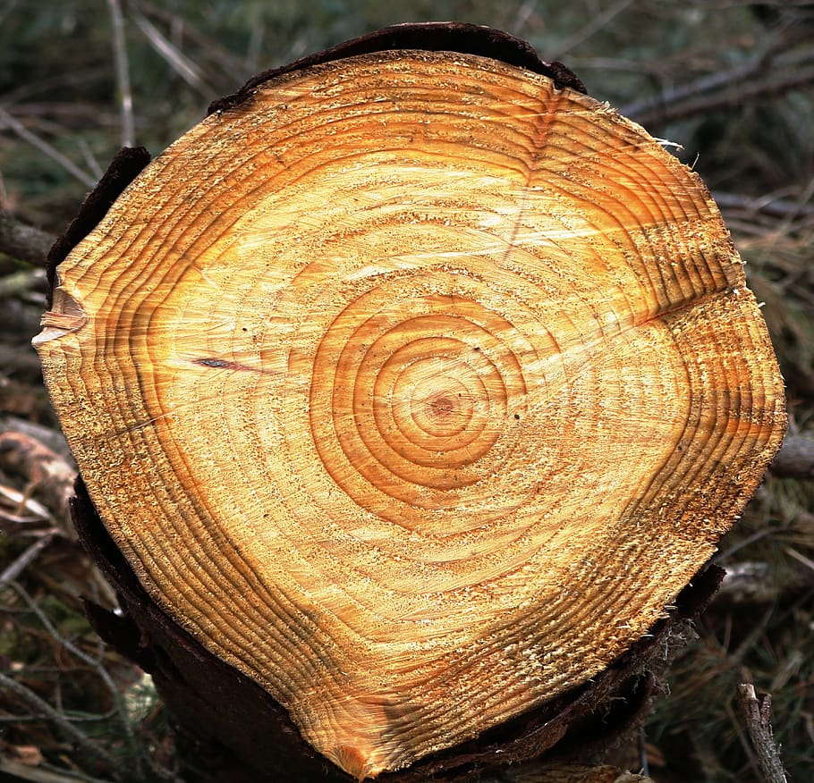 tree, ring, growth, age, concentric, stump, log, timber, close-up, HD wallpaper