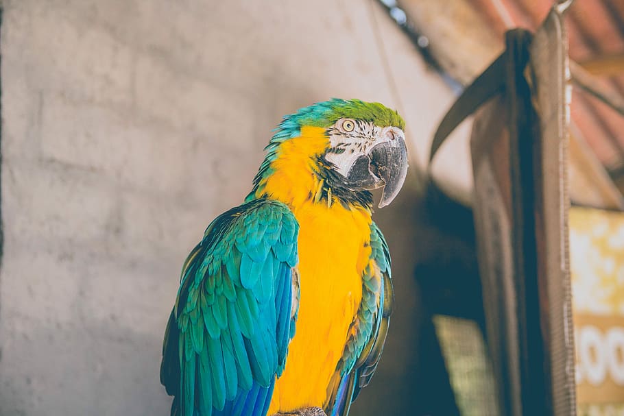 close-up photo of blue Macaw, blue and yellow Macao bird, parrot HD wallpaper