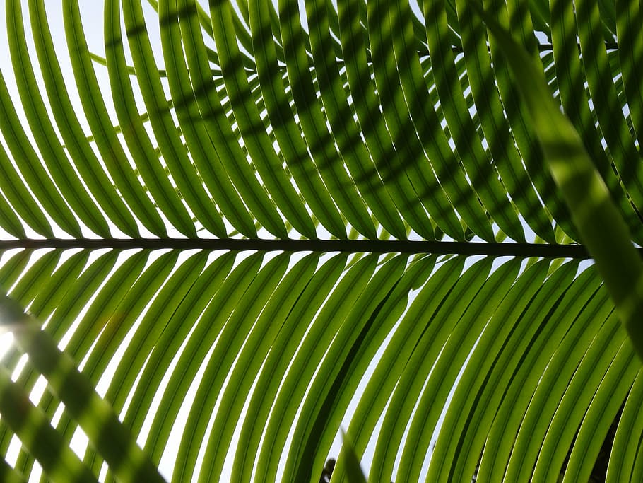 palm, leaf, palm leaves, green, green color, full frame, plant part HD wallpaper