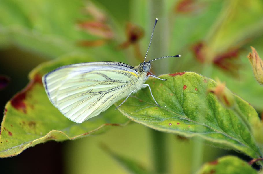 cabbage white, butterfly, bug, insect, pretty, wildlife, macro HD wallpaper