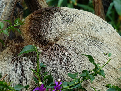 Rest, Sleep, Two-Toed Sloth, choloepus, actual two-toed sloth HD wallpaper