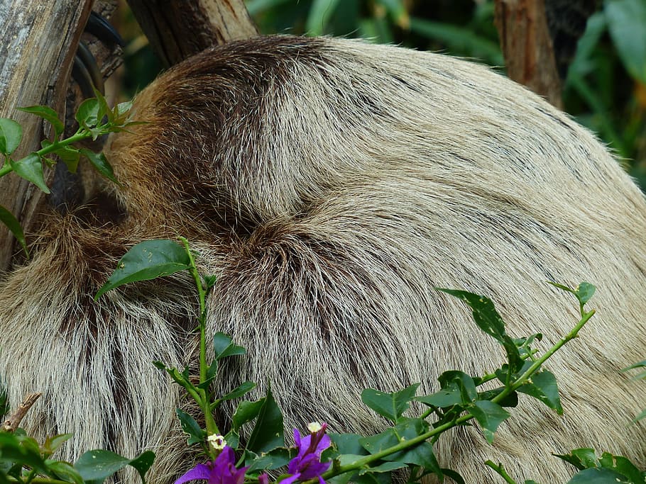 Rest, Sleep, Two-Toed Sloth, choloepus, actual two-toed sloth HD wallpaper