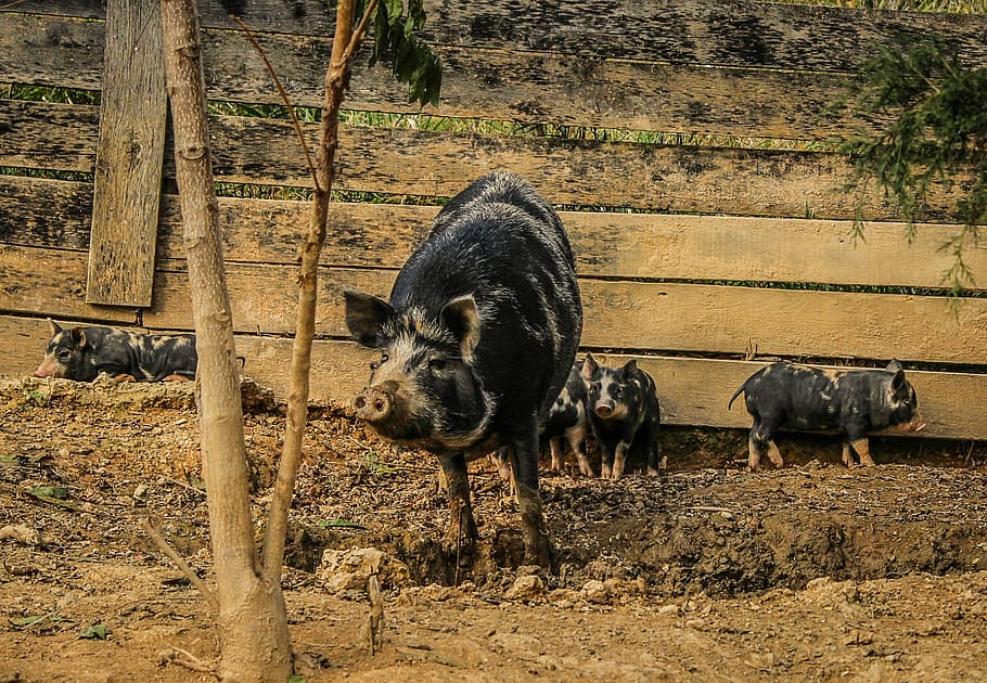 Pigs, Sow, Piglets, Pigsty, Mammal, domestic, livestock, pork, HD wallpaper