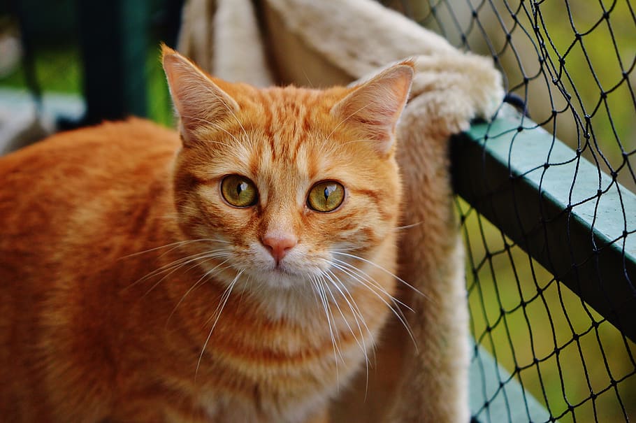 cat, red, cute, mackerel, tiger, sweet, cuddly, animal, domestic cat HD wallpaper