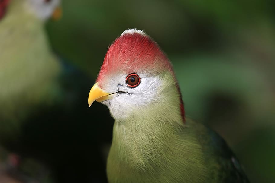 red and white bird, selective focus photo of red-crested turaco bird HD wallpaper