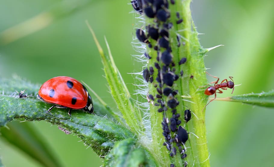 ladybug and brown ant, beetle, coccinellidae, insect, nature, HD wallpaper