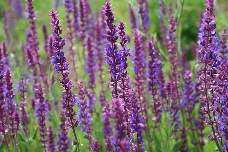 Lavender, Nature, Flowers, Spring, violet, herb, plant, purple HD wallpaper