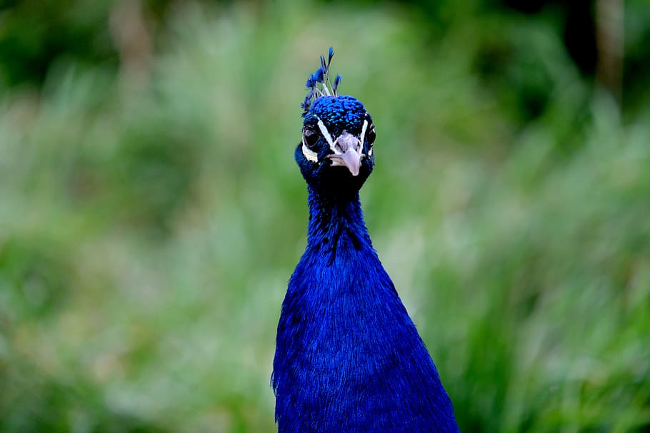peacock, peacock head, bird, nature, animal, blue, iridescent, HD wallpaper