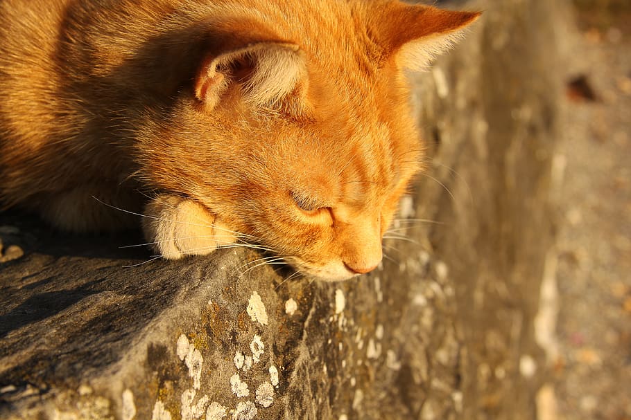 photography of resting orange tabby cat, pet, red cat, cute HD wallpaper