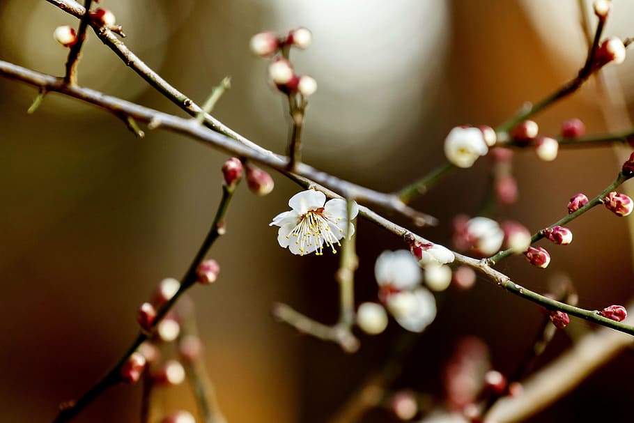 flowers, plum, natural, spring, white flowers, white plum blossoms HD wallpaper