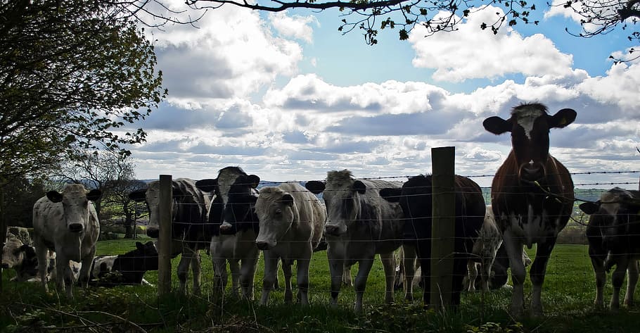 Cow, Cows, Cattle, Farm, Animals, agriculture, sky, clouds HD wallpaper