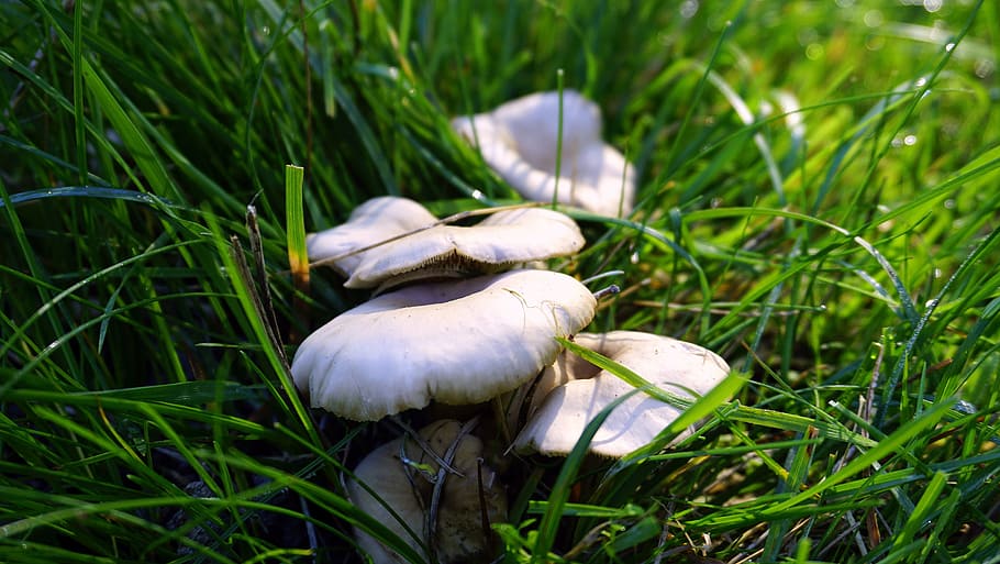 mushrooms, fungi, autumn, nature, boletus, wild, mountain, healthy
