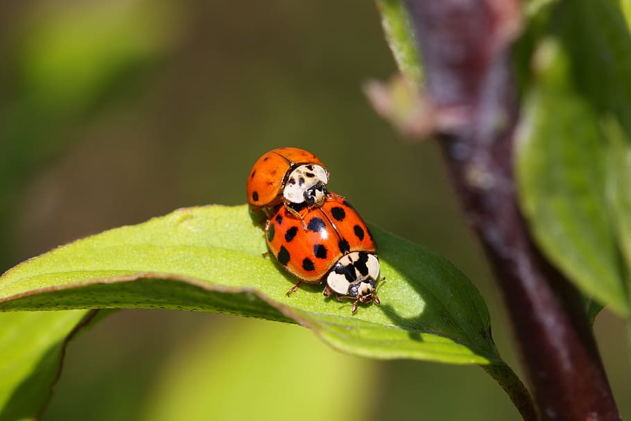 Insect, Nature, Macro, Pair, green, close, red, ladybug, leaf HD wallpaper
