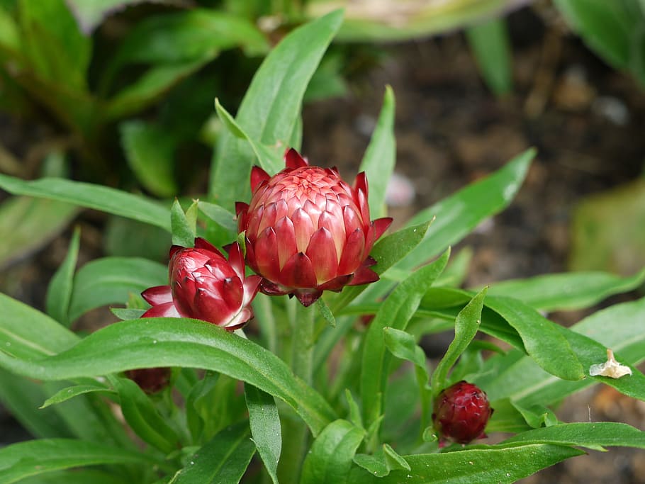 italicum, bud, closed, red, young, spring, garden, ornamental plant HD wallpaper