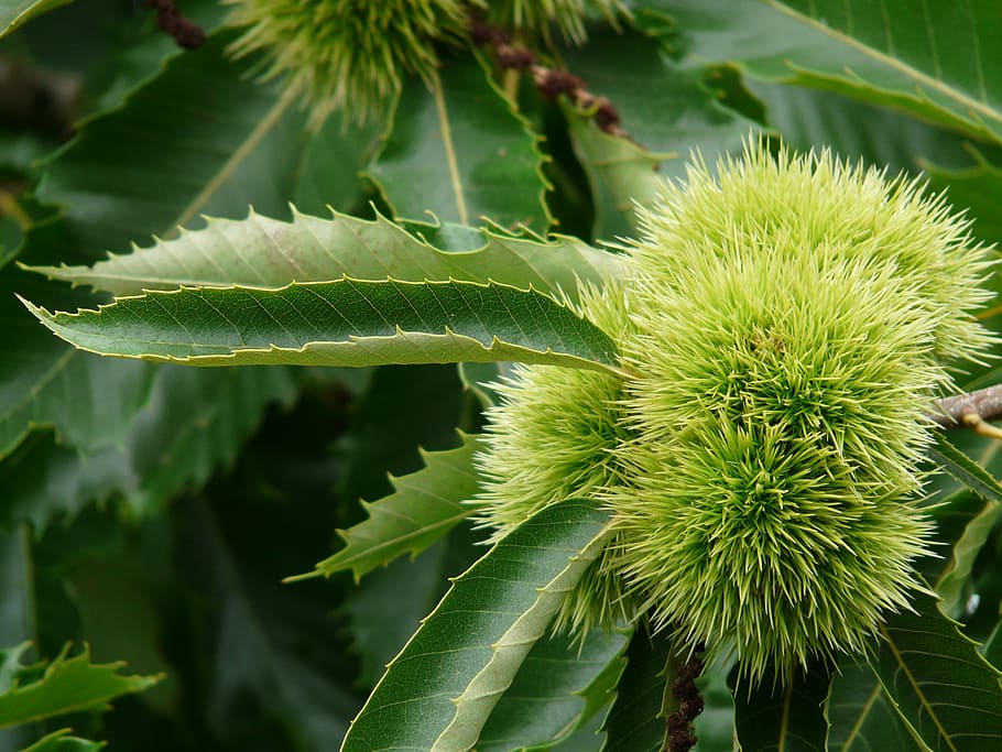chestnut, castanea sativa, tree, fruit, edible, plant, prickly HD wallpaper