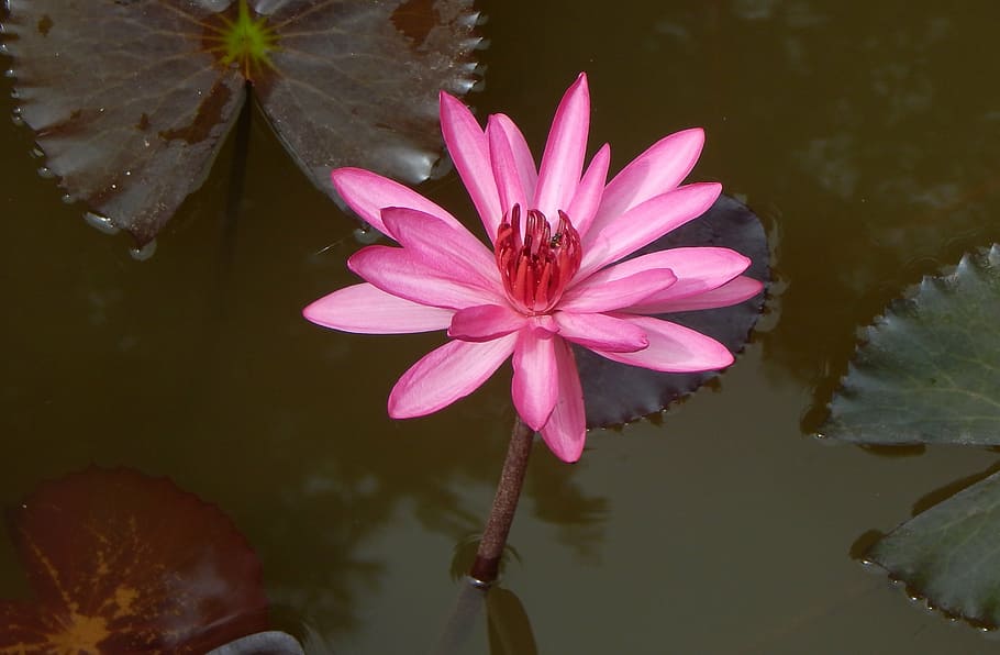 lily, waterlily, red water lily, lal shapla, lal kamal, raktakamal, HD wallpaper