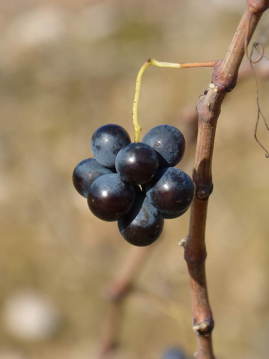 Grape, Priorat, Carroll, Vine, fruit, food and drink, plant HD wallpaper