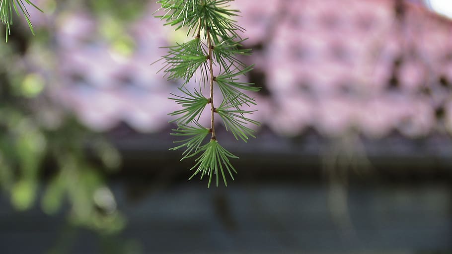 flora, green, tree, natural, plant, growth, close-up, beauty in nature HD wallpaper