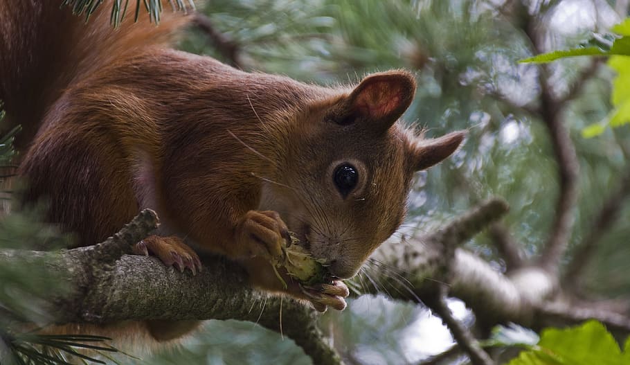 chipmunk on tree branch, squirrel, summer, garden, possierlich