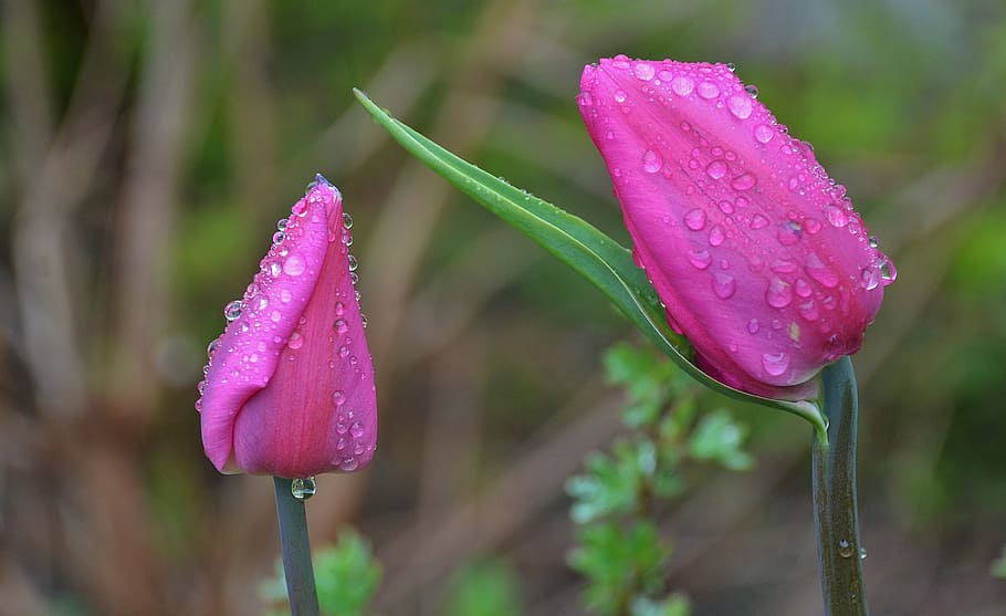 selective focus photography of pink flowers with water drops HD wallpaper