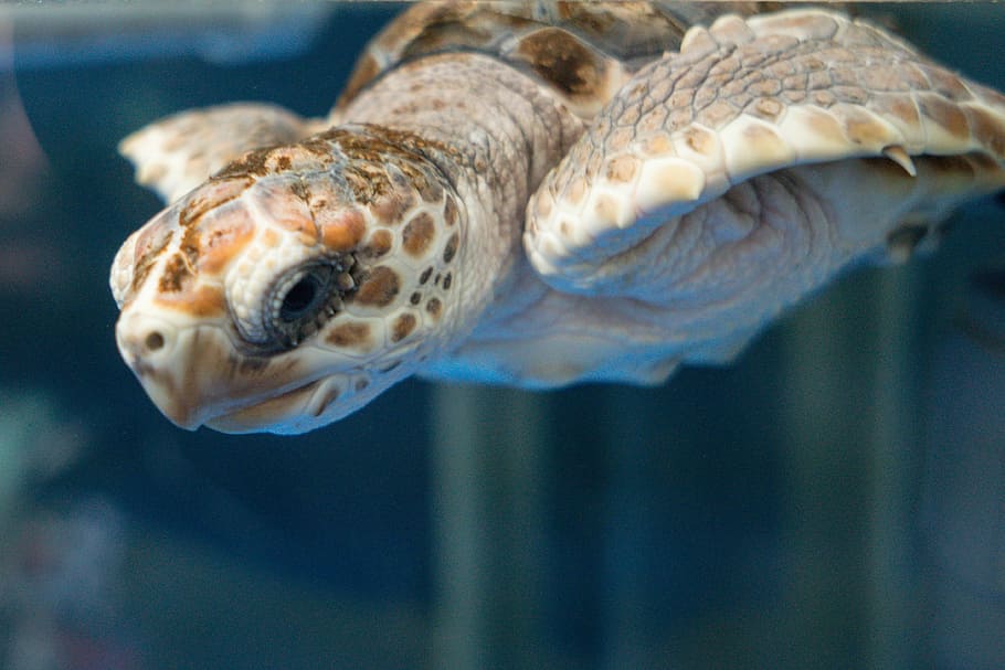 brown turtle, brown and beige turtle swimming underwater, animal HD wallpaper