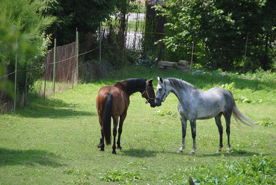 horses, meeting, was love, mare, meadow, stallion, slovakia, HD wallpaper