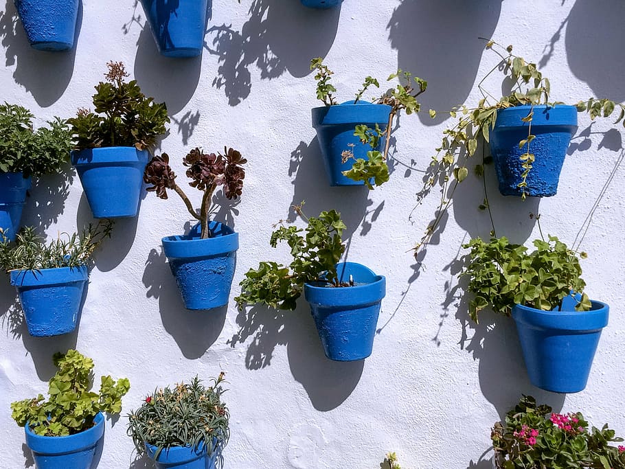 green leafed plants in blue pots on white wall, pattern, flower HD wallpaper