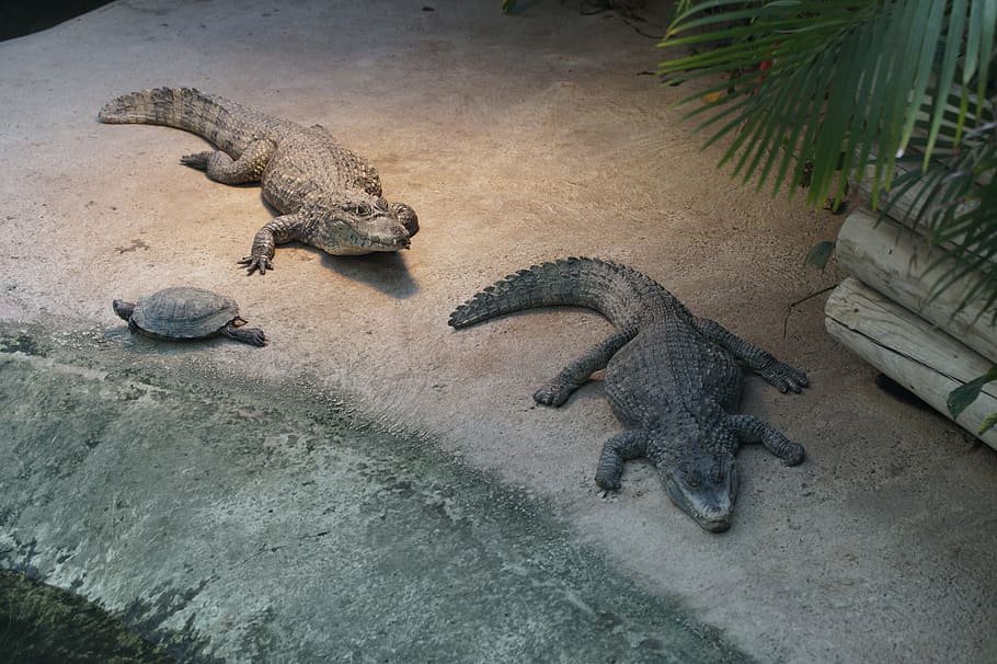 crocodile, cayman, alligator, gators, two, zoo, reptile, animal themes HD wallpaper