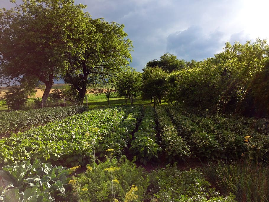 garden, landscape, nature, agriculture, rural Scene, tree, farm HD wallpaper