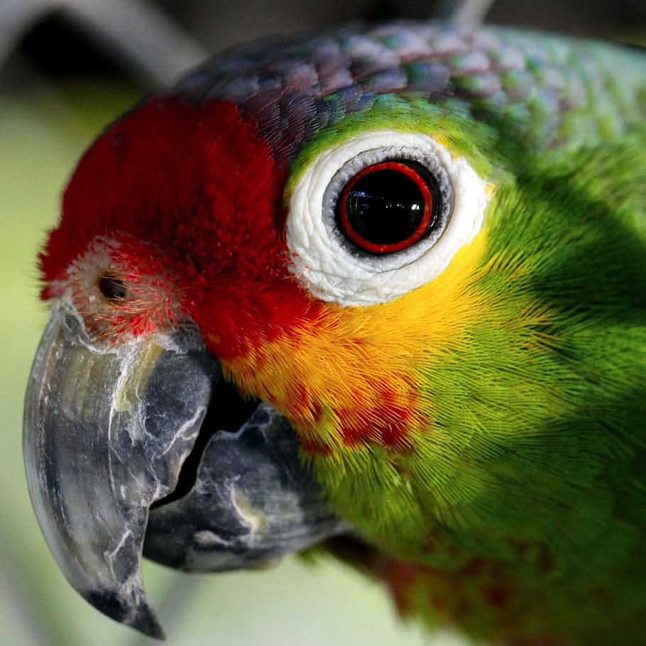 closeup photo of red, yellow, and green parroot, parrot, ave HD wallpaper