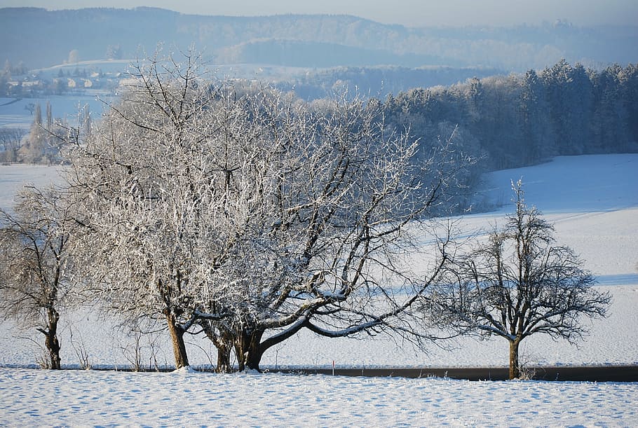 winter, snow, wintry, cold, white, landscape, snowy, tree, winter dream HD wallpaper