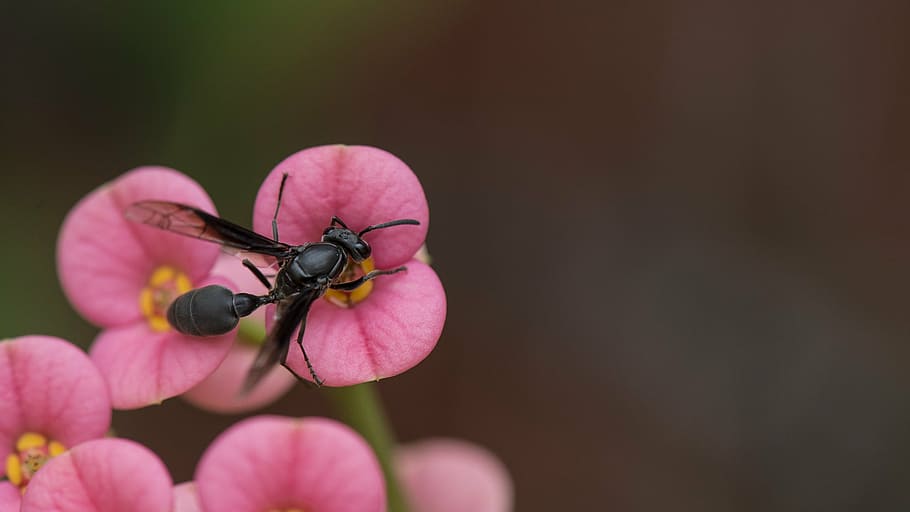 wasp, insect, bee, animal, black, wildlife, bug, macro, sting HD wallpaper