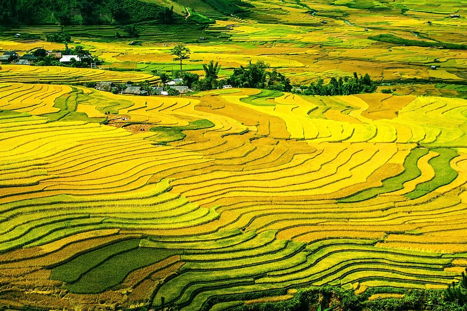 aerial photography of green rice field during daytime, rice terraces