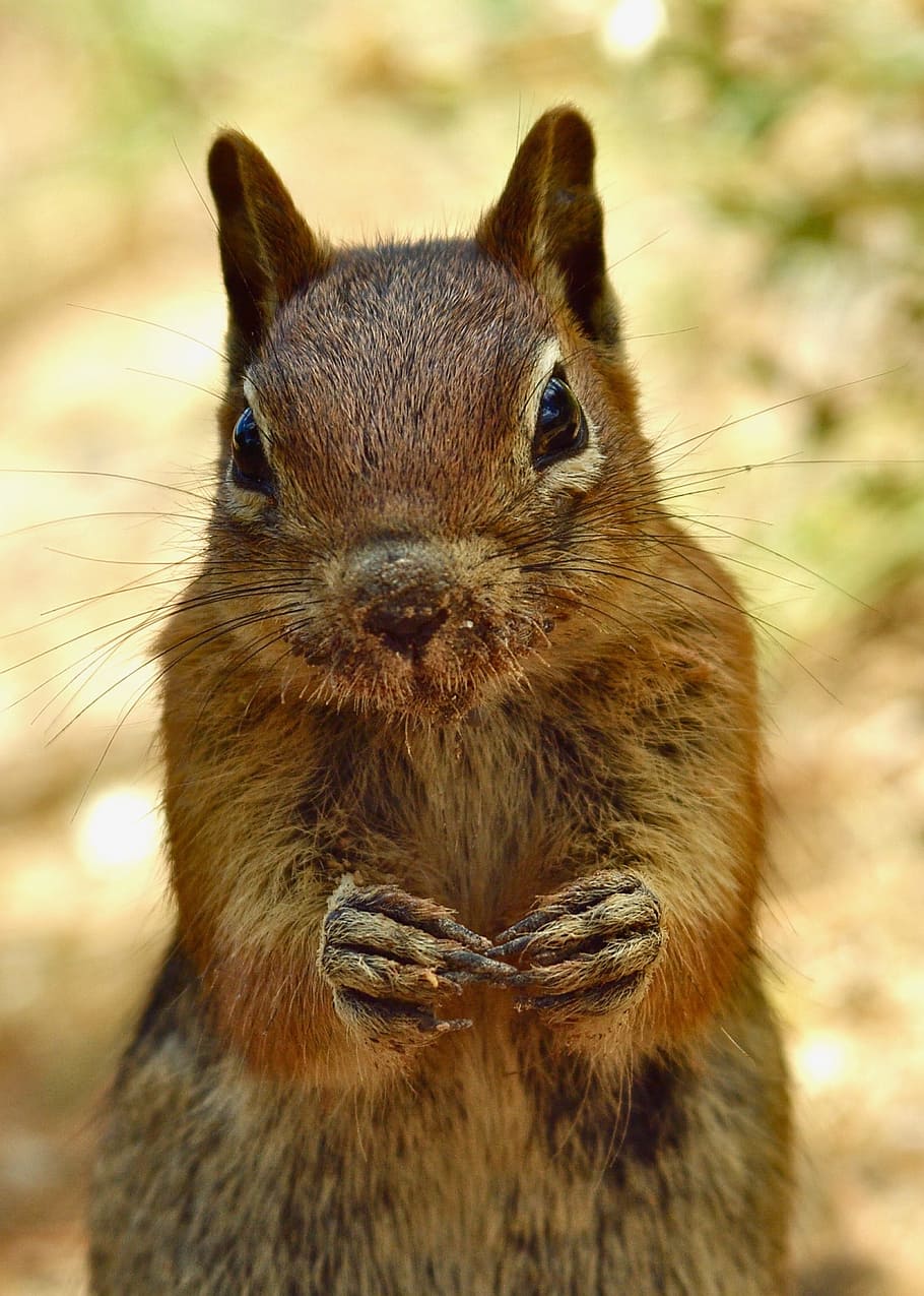 Animal, Squirrel, Cute, one animal, animal themes, animals in the wild HD wallpaper
