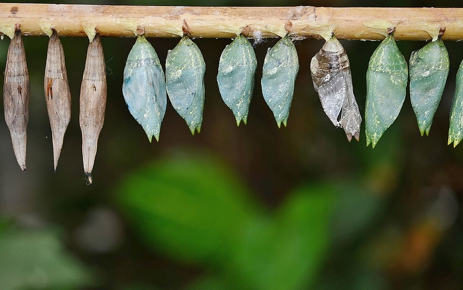 cocoons, larva, larvae, insect larvae, macro, nature, parides iphidamas HD wallpaper
