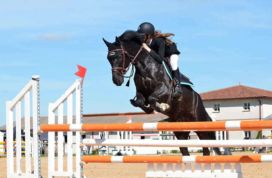horse jumping over poles with woman riding, Jockey, event, horseback riding