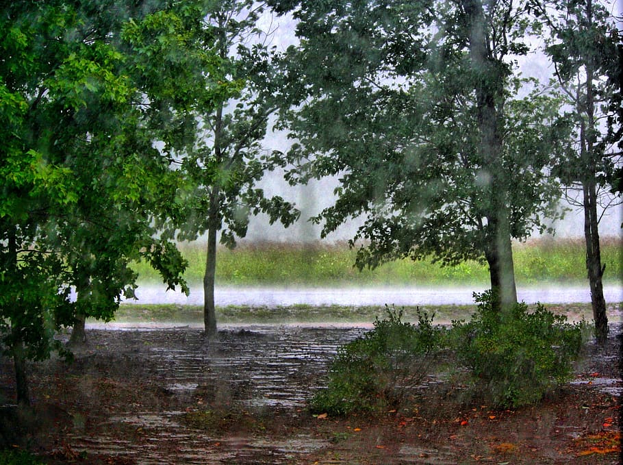 Trees, Forest, Woods, Rain, raining, thunder, puddles, storm HD wallpaper