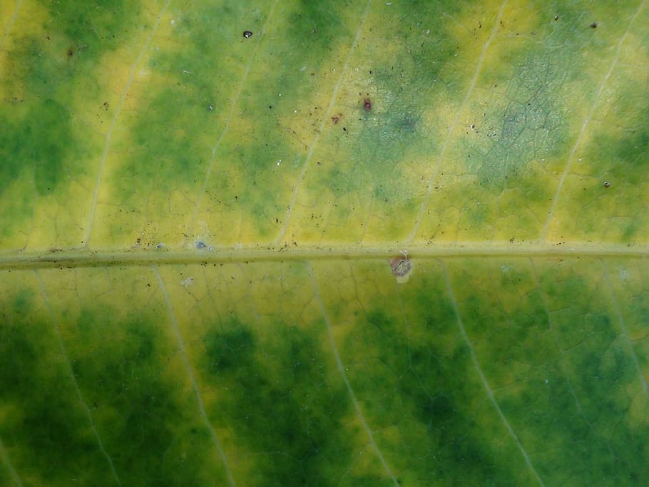 mango leaf, hawaii, tropical, nature, environment, green, ecology HD wallpaper