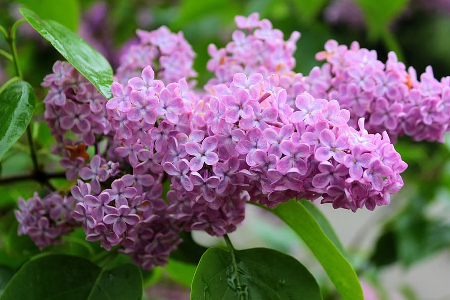 selective focus photography of pink petaled flowers, lilac HD wallpaper