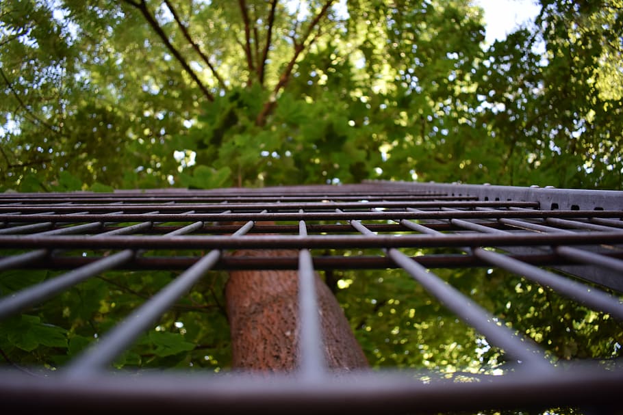 grid, nature, fence, forest, trees, landscape, wood, fenced HD wallpaper