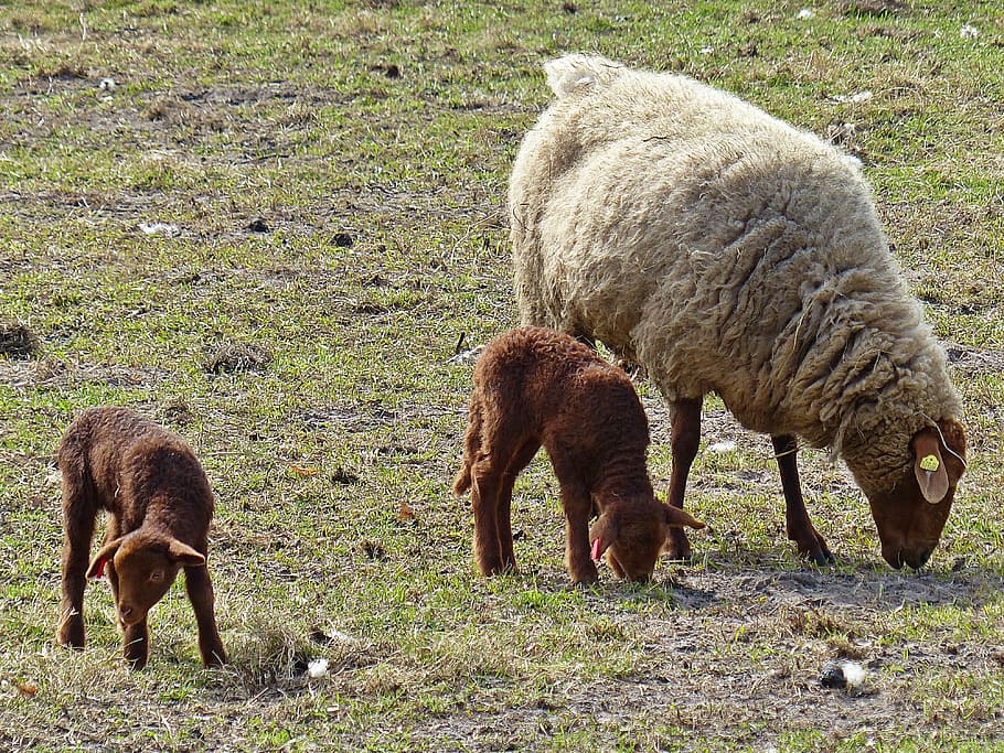 lamb, sheep, passover, schäfchen, cute, animal, wool, lambs HD wallpaper